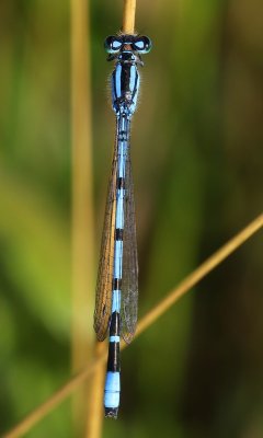 Watersnuffel - Common Bluet