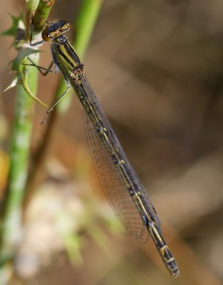 Watersnuffel - Common Bluet