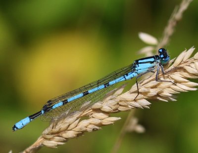 Watersnuffel - Common Bluet