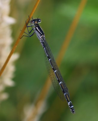 Watersnuffel - Common Bluet