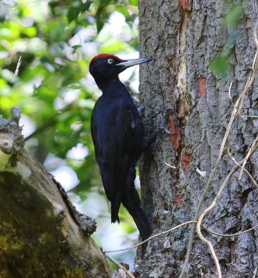 Zwarte Specht - Black Woodpecker