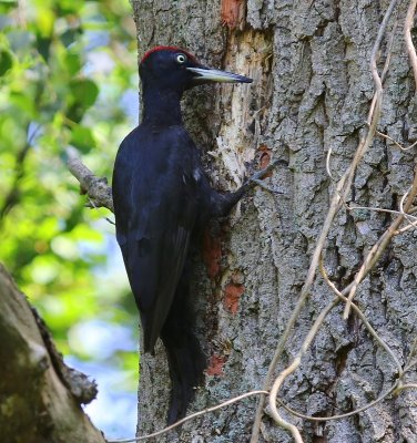 Zwarte Specht - Black Woodpecker