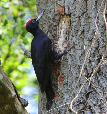 Zwarte Specht - Black Woodpecker