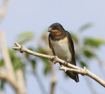 Boerenzwaluw - Barn Swallow