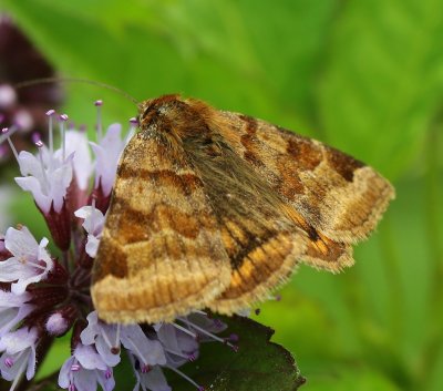 Bruine daguil - Burnet Companion Moth