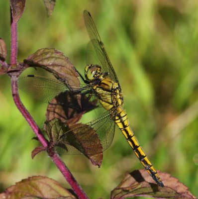 Gewone Oeverlibel - Black-tailed Skimmer