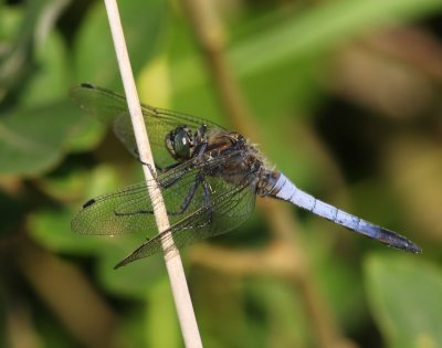 Gewone Oeverlibel - Black-tailed Skimmer