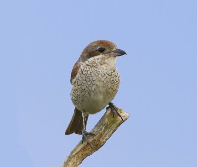 Grauwe Klauwier - Red-backed Shrike