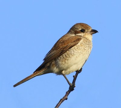 Grauwe Klauwier - Red-backed Shrike