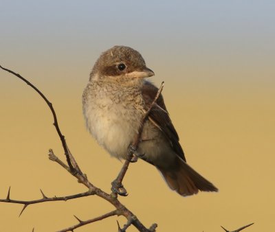 Grauwe Klauwier - Red-backed Shrike