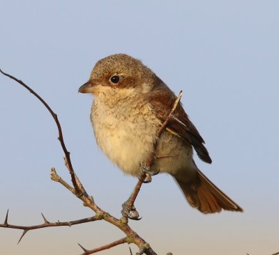 Grauwe Klauwier - Red-backed Shrike