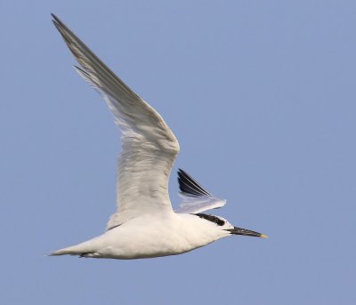Grote Stern - Sandwich Tern