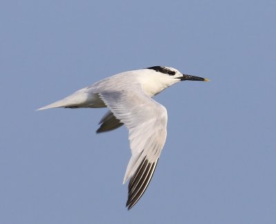 Grote Stern - Sandwich Tern