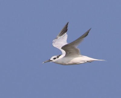 Grote Stern - Sandwich Tern