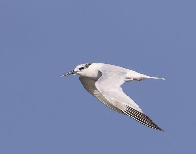 Grote Stern - Sandwich Tern