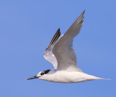 Grote Stern - Sandwich Tern