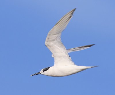 Grote Stern - Sandwich Tern