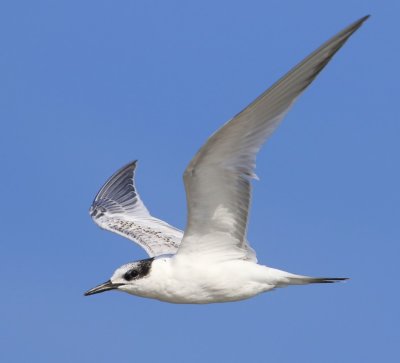 Grote Stern - Sandwich Tern