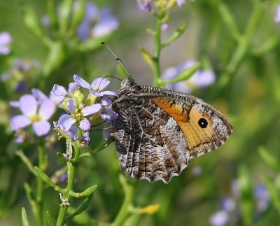 Heivlinder - Grayling