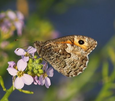 Heivlinder - Grayling