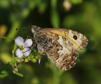 Heivlinder - Grayling