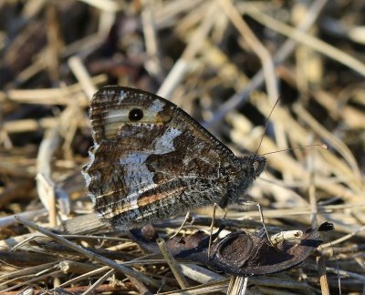 Heivlinder - Grayling