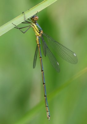 Houtpantserjuffer - Willow Emerald Damselfly