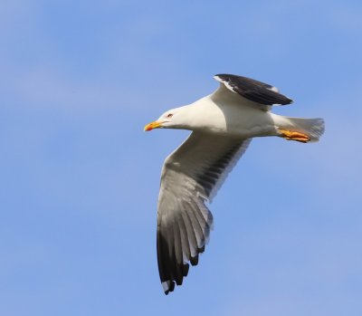 Kleine Mantelmeeuw - Lesser Black-backed Gull