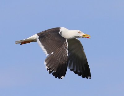 Kleine Mantelmeeuw - Lesser Black-backed Gull