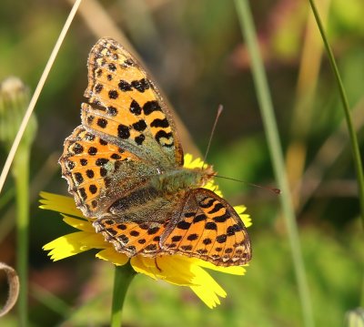Kleine Parelmoervlinder - Queen Of Spain Fritillary