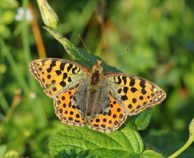 Kleine Parelmoervlinder - Queen Of Spain Fritillary