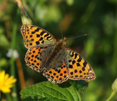 Kleine Parelmoervlinder - Queen Of Spain Fritillary
