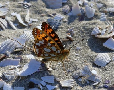 Kleine Parelmoervlinder - Queen Of Spain Fritillary