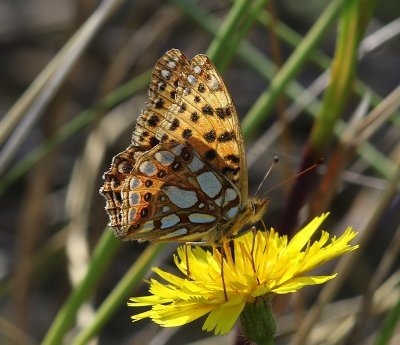 Kleine Parelmoervlinder - Queen Of Spain Fritillary