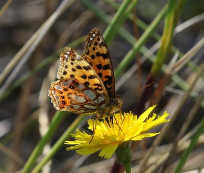 Kleine Parelmoervlinder - Queen Of Spain Fritillary