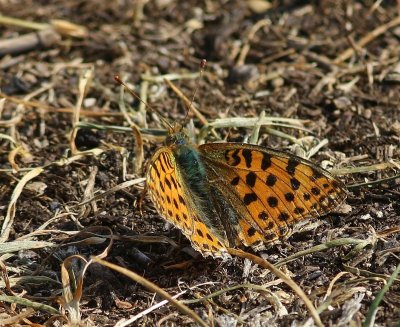 Kleine Parelmoervlinder - Queen Of Spain Fritillary