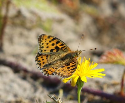 Kleine Parelmoervlinder - Queen Of Spain Fritillary