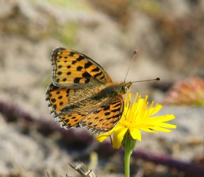 Kleine Parelmoervlinder - Queen Of Spain Fritillary