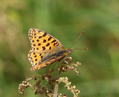 Kleine Parelmoervlinder - Queen Of Spain Fritillary
