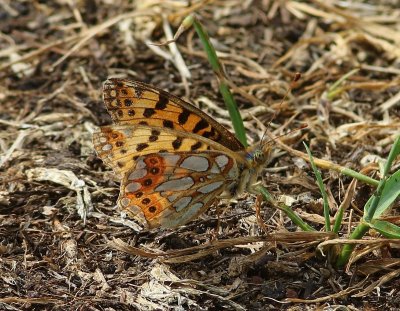 Kleine Parelmoervlinder - Queen Of Spain Fritillary