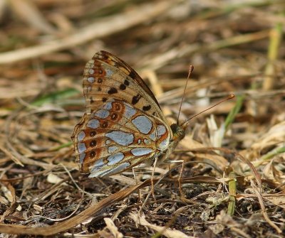 Kleine Parelmoervlinder - Queen Of Spain Fritillary