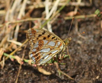 Kleine Parelmoervlinder - Queen Of Spain Fritillary