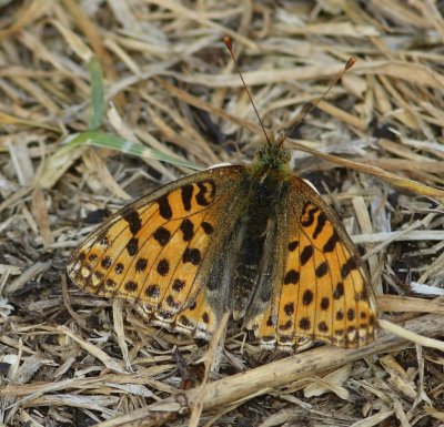 Kleine Parelmoervlinder - Queen Of Spain Fritillary