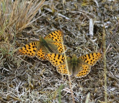 Kleine Parelmoervlinders - Queen Of Spain Fritillaries