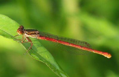 Koraaljuffer - Small Red Damselfly