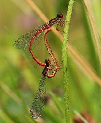 Koraaljuffers - Small Red Damselflies