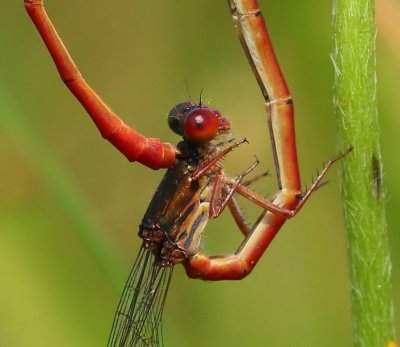 Koraaljuffers - Small Red Damselflies