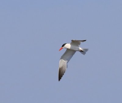 Reuzenstern - Caspian Tern