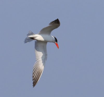 Reuzenstern - Caspian Tern