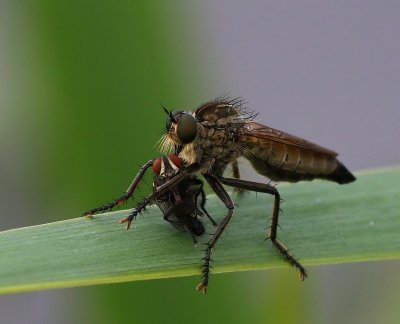 Roodbaardroofvlieg - Golden-tabbed Robberfly